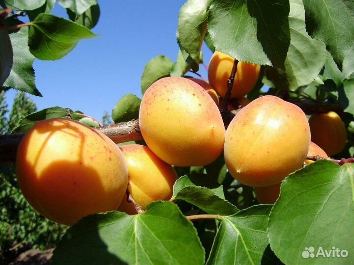 Саженцы Абрикоса сорт Шалах