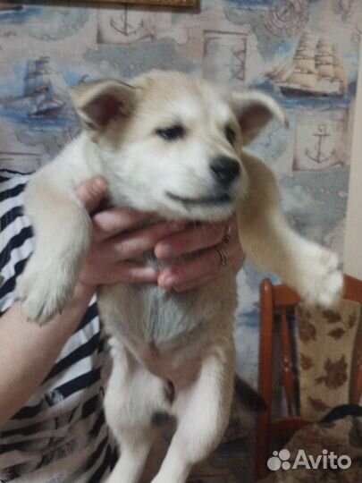 Щенки хаски в добрые руки