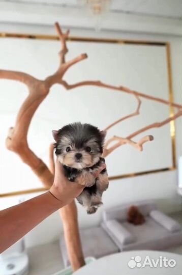 Йоркширский терьер микро