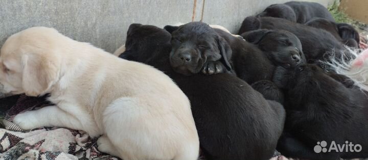 Щенки лабрадора
