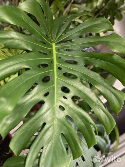 Монстера большая
