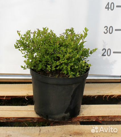 Спирея японская Little Princess/С4 20-30 см