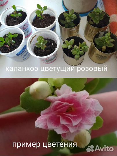 Цветы комнатные