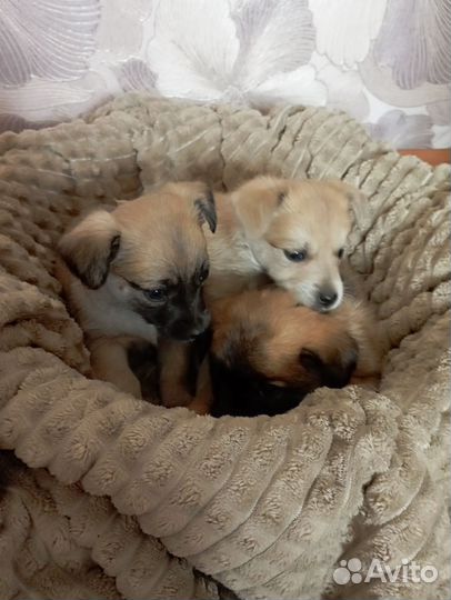 Собака в добрые руки отдам бесплатно