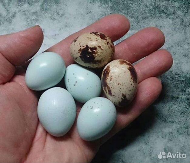 Яйца перепелиные инкубационное