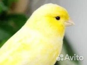 Канарейка самка 6 месяцев