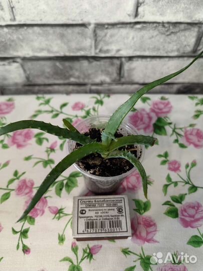 Комнатные цветы