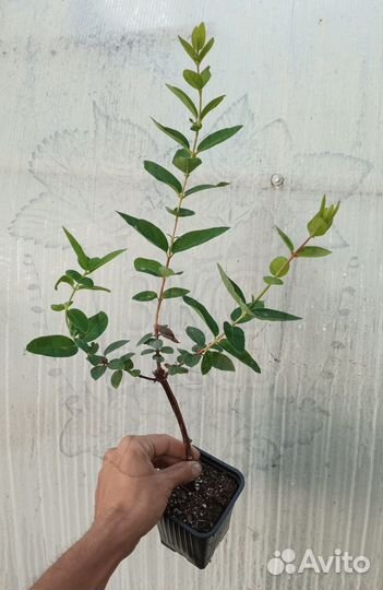 Жимолость - саженцы зкс