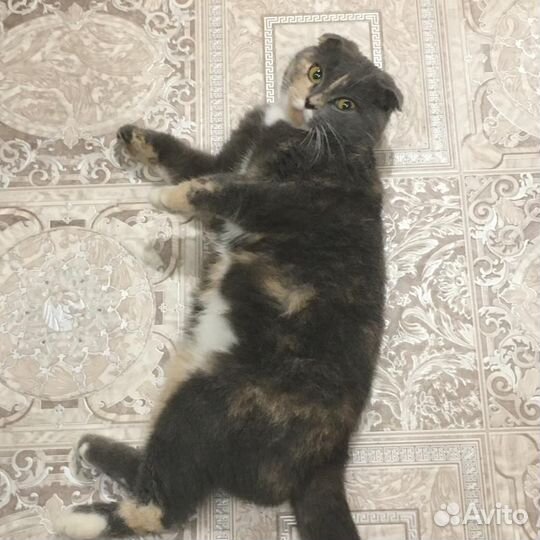 Кошечка вислоушка в добрые руки