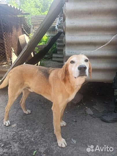 Продам щенка русской гончей