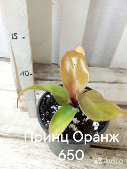 Комнатные цветы растение Филодендрон Принц Оранж