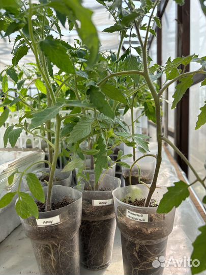 Перецы, баклажаны, помидоры, капуста, петунии