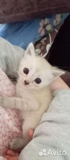 Отдам в добрые руки