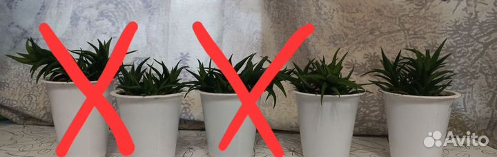 Хавортия тортуоза