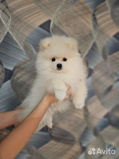 Щенки шпица