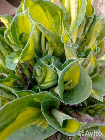 Примула, Эшшольция