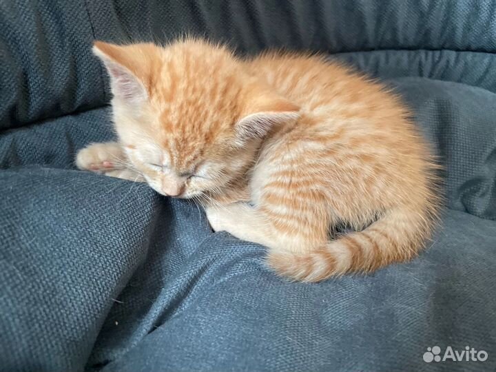 Котенок мальчик