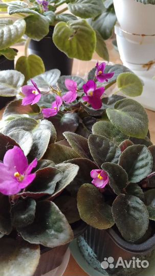 Фиалки цветущие в горшке