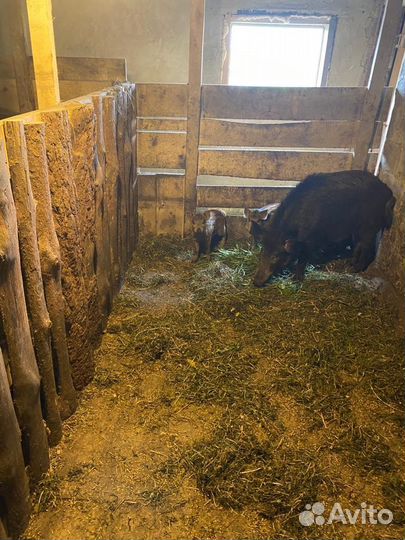 Поросята дикого кабана