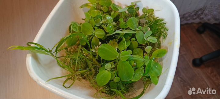 Аквариумные растения прополка