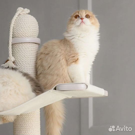 Элитные котята из Питомника
