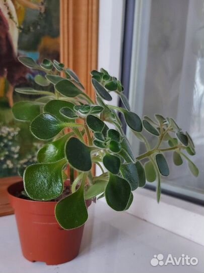 Комнатные растения аихризон (дерево любви) и др