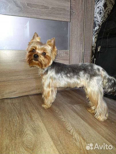 Молодой красавчик ищет девочку для вязки