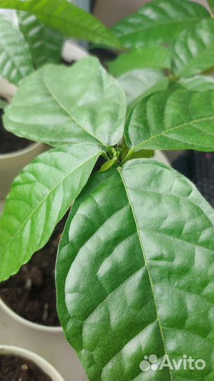 Саженцы какао-дерева (Венесуэла, криолло)