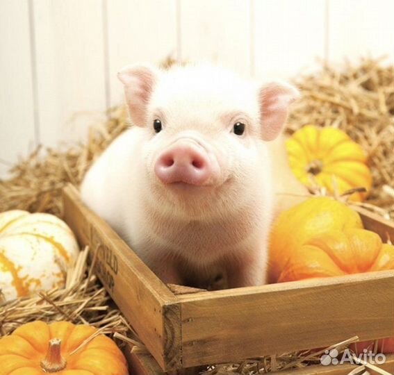 Подсобные рабочие в мясной цех Без опыта