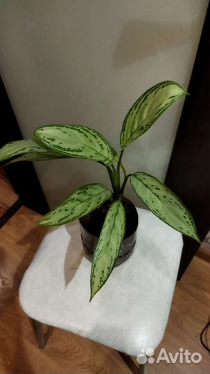 Аглаонема Сильвер Квин