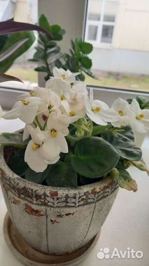 Фиалка в горшках