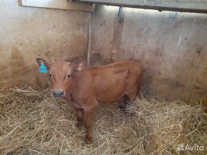 Помесные сементалы