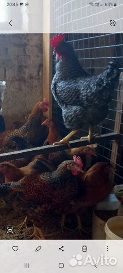 Молодые петушки