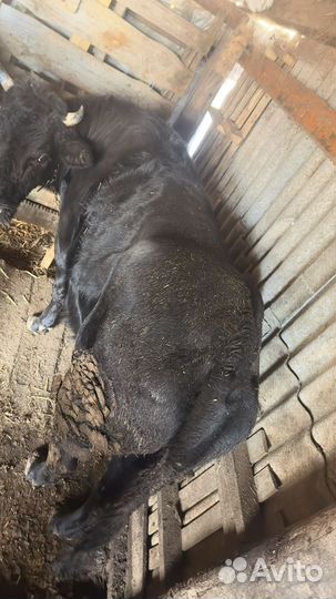 Телка на мясо