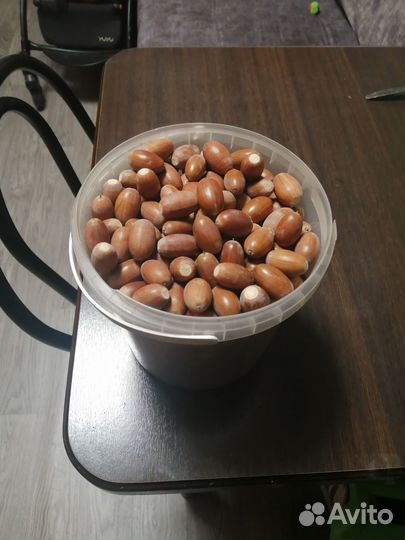 Желуди дуба