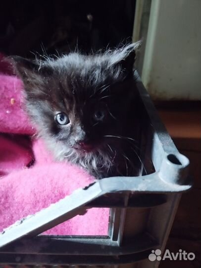 Котёнок, в добрые руки,мальчик