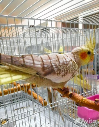 Попугай корелла