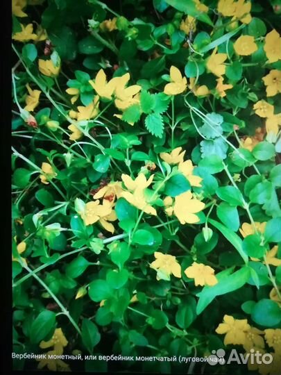 Почвопокровные растения