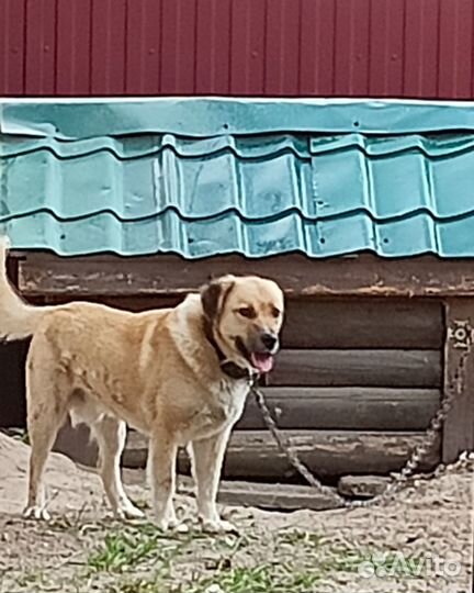 Собака в добрые руки отдам бесплатно