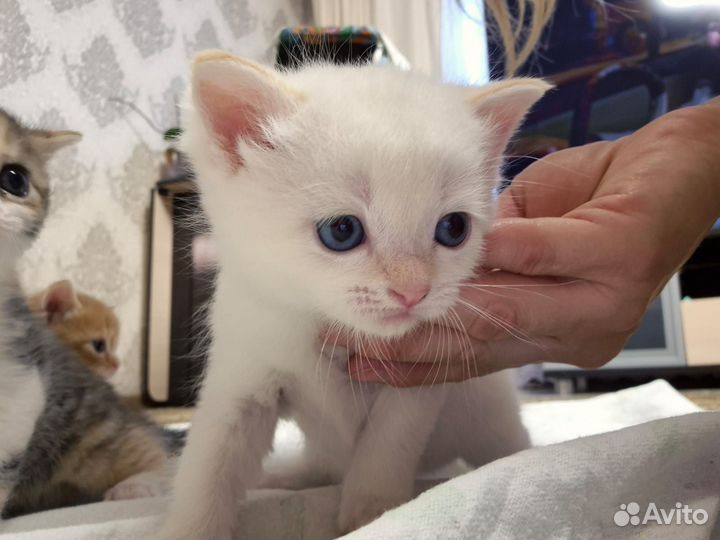 Котята в добрые руки 1 месяц