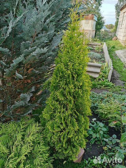 Туя смарагд