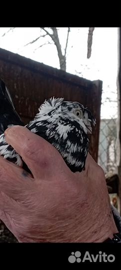 Голуби узбеки продажа