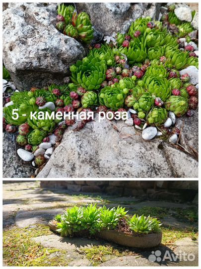 Цветы для сада