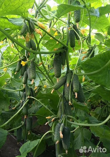 Семена Огурца 