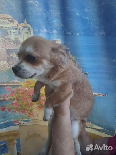 Собаки чихуахуа щенок