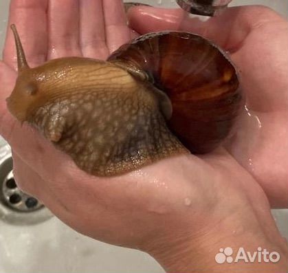 Улитки ахатины бесплатно