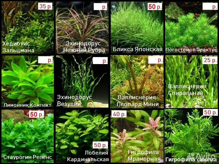 Растения для аквариума живые большой выбор