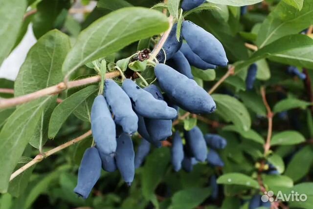 Канна красная