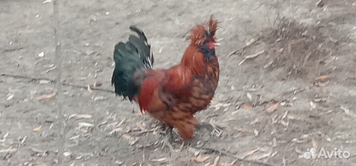 Петушок Павловское золото