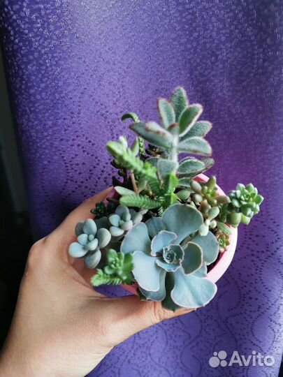Мини садики из суккулентов, в наличии